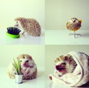 darcytheflyinghedgehog