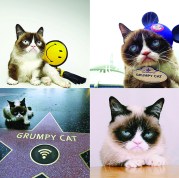realgrumpycat