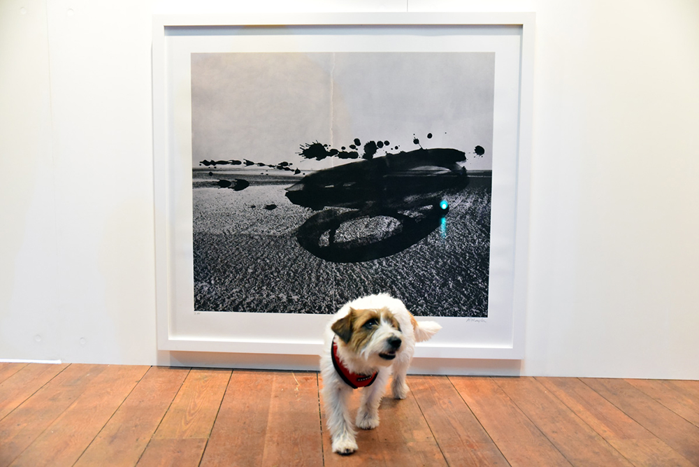 cachorros arte limaocravo mundo artistico